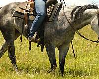 roping-quarter-horse
