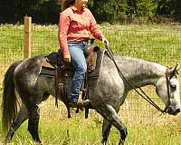 team-penning-quarter-horse