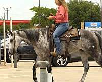 trail-quarter-horse