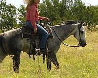 trail-class-competition-quarter-horse