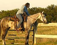 western-dressage-quarter-horse