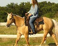 ranch-paint-horse