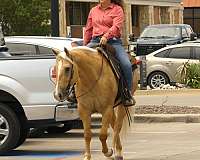 ranch-work-paint-horse