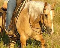 ridden-western-paint-horse