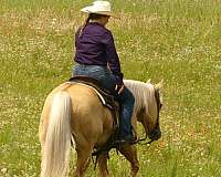 roping-paint-horse
