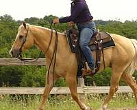 steer-roping-paint-horse