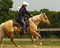 team-penning-paint-horse
