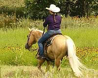 team-roping-paint-horse