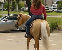 trail-riding-paint-horse