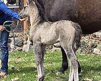 grulla-morgan