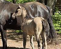 working-equitation-morgan-horse