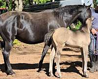 grulla-morgan-mare