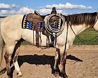 dun-rodeo-qu-horse