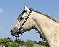 all-around-quarter-horse