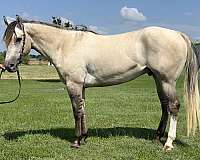 athletic-quarter-horse