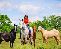 athletic-percheron-horse