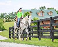 beginner-percheron-horse