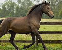 buckskin-friesian-mare
