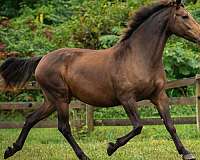 buckskin-mare-for-sale