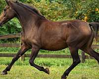 16-hand-friesian-mare