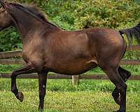 buckskin-friesian-for-sale