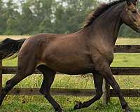 16-hand-buckskin-horse
