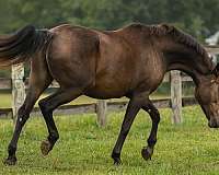 16-hand-mare