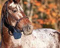 available-knabstrupper-horse