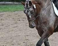 leopard-roan-horse