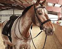 beginner-novice-knabstrupper-horse