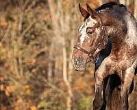 beginner-safe-kid-pony-knabstrupper-horse