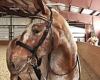 beginner-safe-knabstrupper-horse