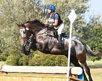 bloodline-knabstrupper-horse