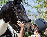 color-oldenburg-horse
