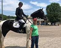 exceptional-oldenburg-horse