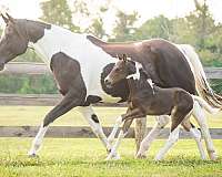 happy-oldenburg-horse