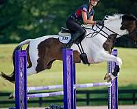 high-oldenburg-horse