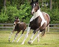 light-oldenburg-horse