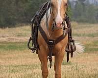 appaloosa-gelding