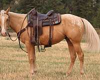 appaloosa-horse-for-sale