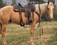 appaloosa-horse
