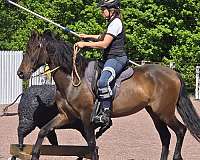 star-horse