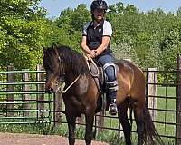 bay-star-horse