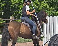 andalusian-horse