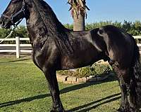 working-equ-friesian-horse