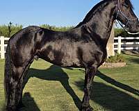 black-working-equ-horse
