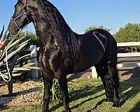 working-equ-stallion