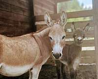flashy-donkey-miniature-donkey