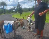 ranch-donkey-miniature-donkey