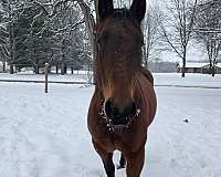 quarter-horse